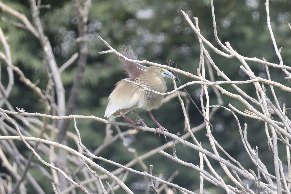 Indian Pond-Heron - ML638482888