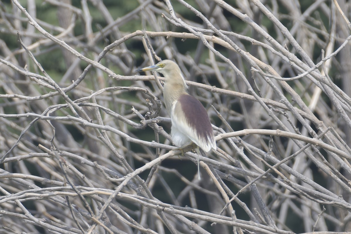 Indian Pond-Heron - ML638482889