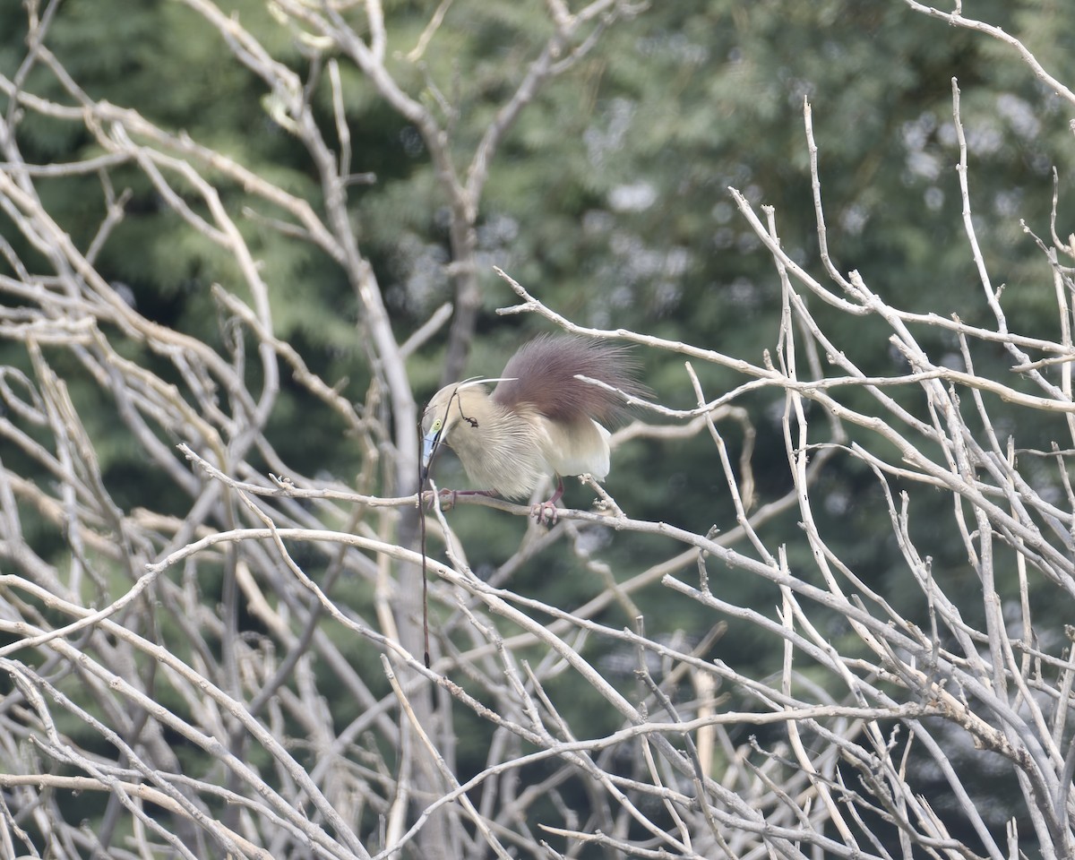 Indian Pond-Heron - ML638482890