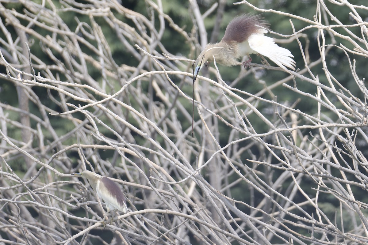 Indian Pond-Heron - ML638482891
