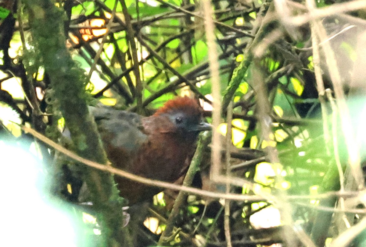Assam Laughingthrush - ML638482917