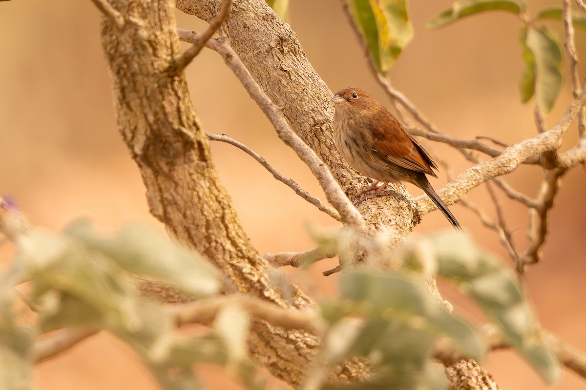 Blue Finch - ML638482919