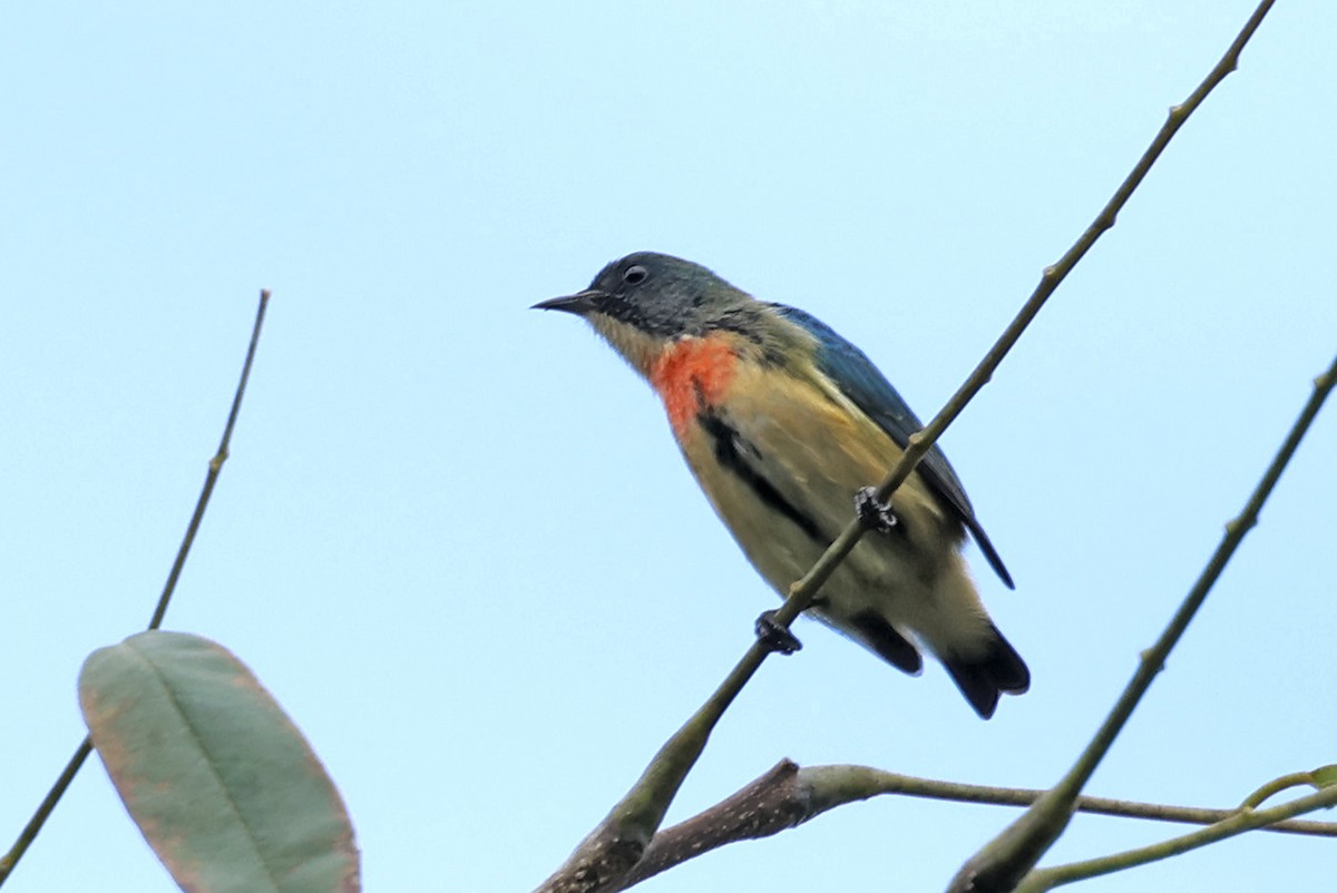 Fire-breasted Flowerpecker - ML638482930