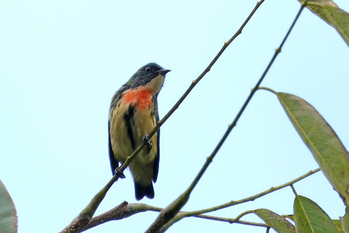 Fire-breasted Flowerpecker - ML638482931