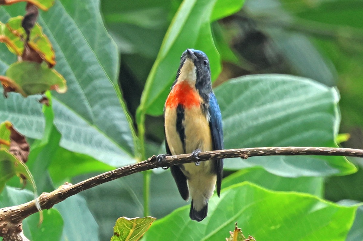 Fire-breasted Flowerpecker - ML638482932