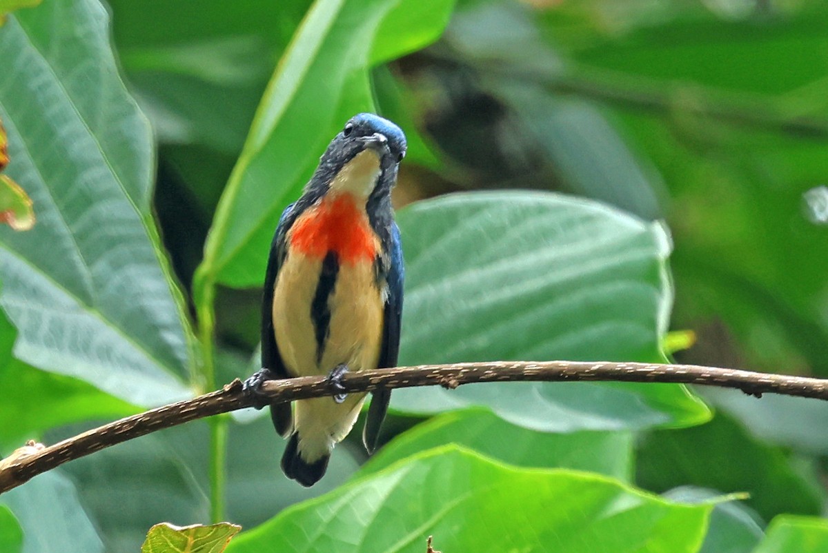Fire-breasted Flowerpecker - ML638482933