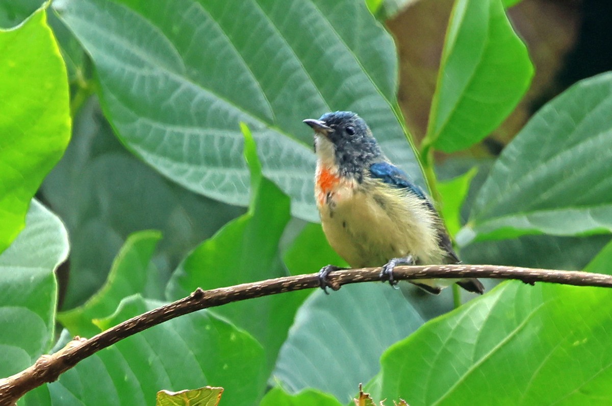 Fire-breasted Flowerpecker - ML638482939