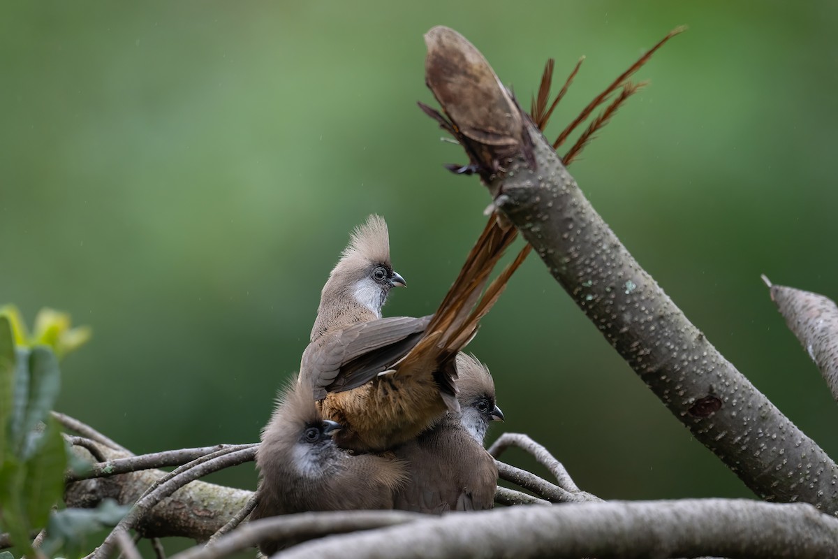 Speckled Mousebird - ML638482957