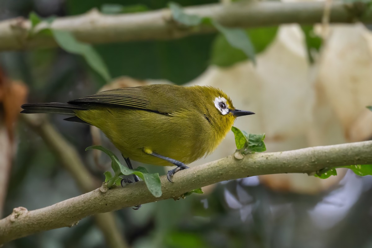 Kilimanjaro White-eye - ML638482958