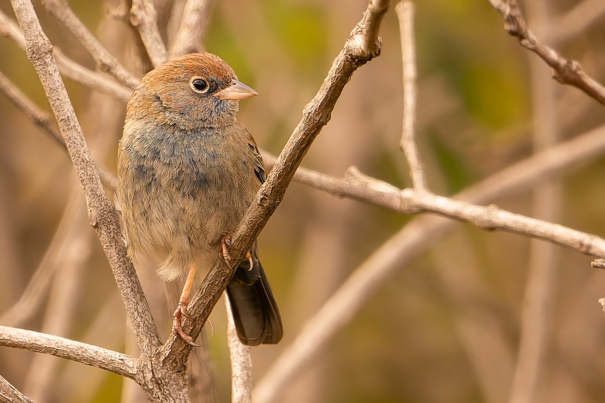 Blue Finch - ML638482962