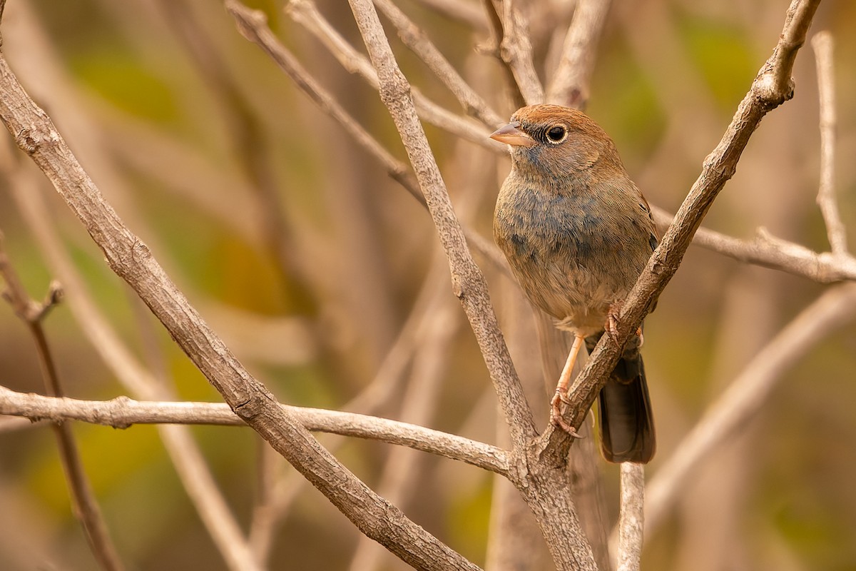 Blue Finch - ML638482969