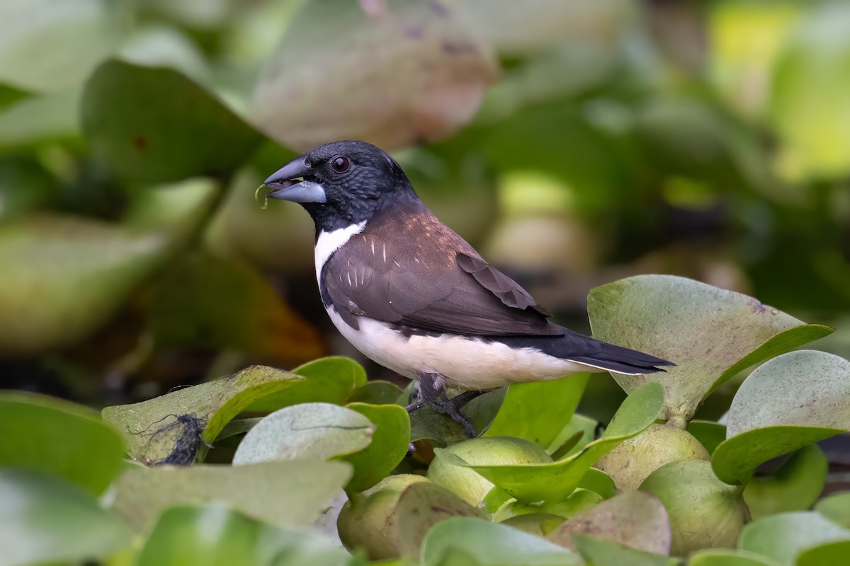 Magpie Mannikin - ML638482974