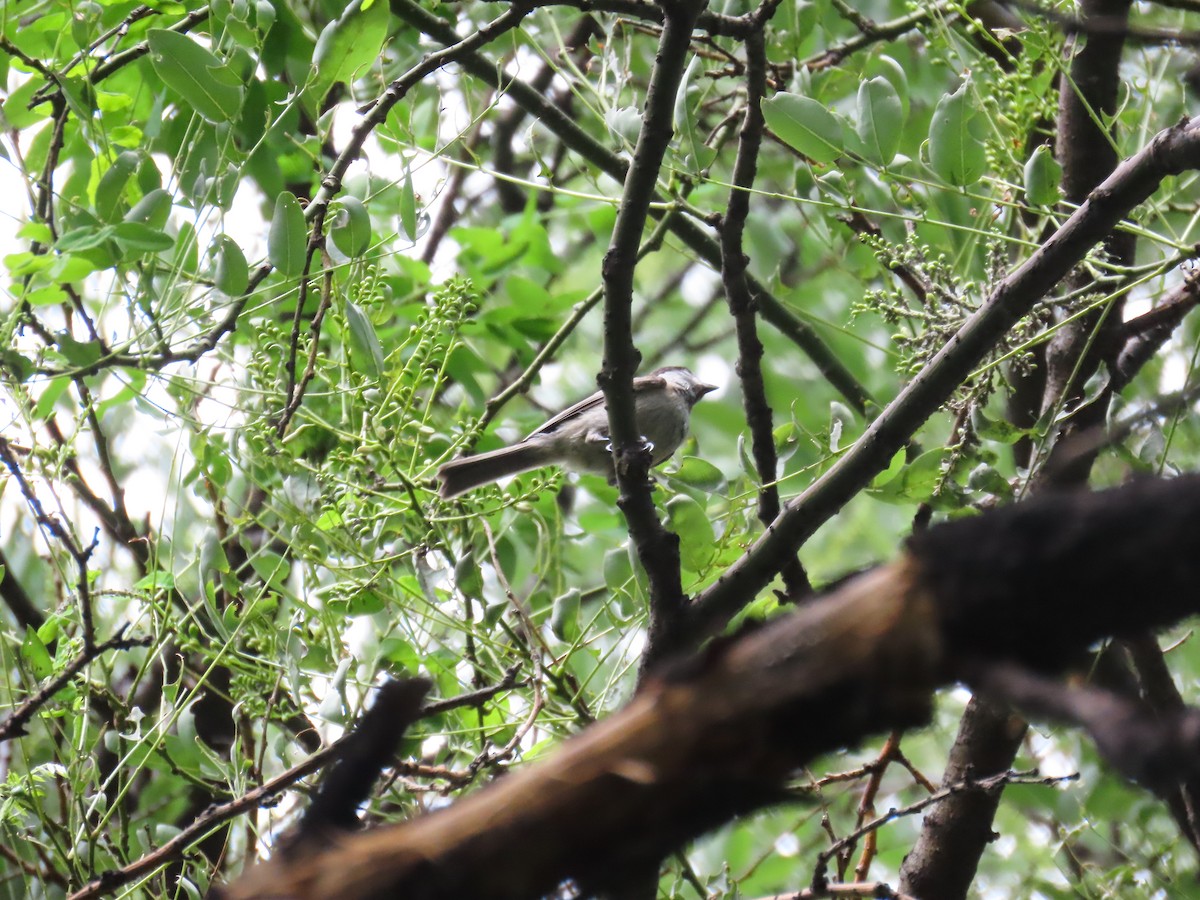 Willow Tit - ML638483005