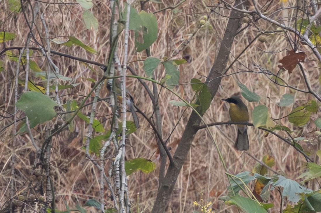 Yellow-throated Laughingthrush - ML638483019