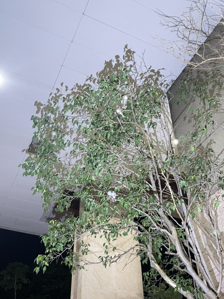 麻雀 - ML638483020