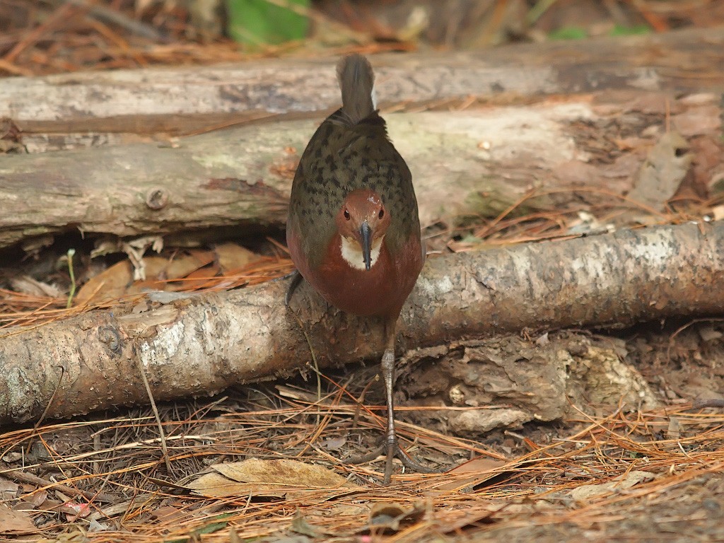 White-throated Rail - ML638483068