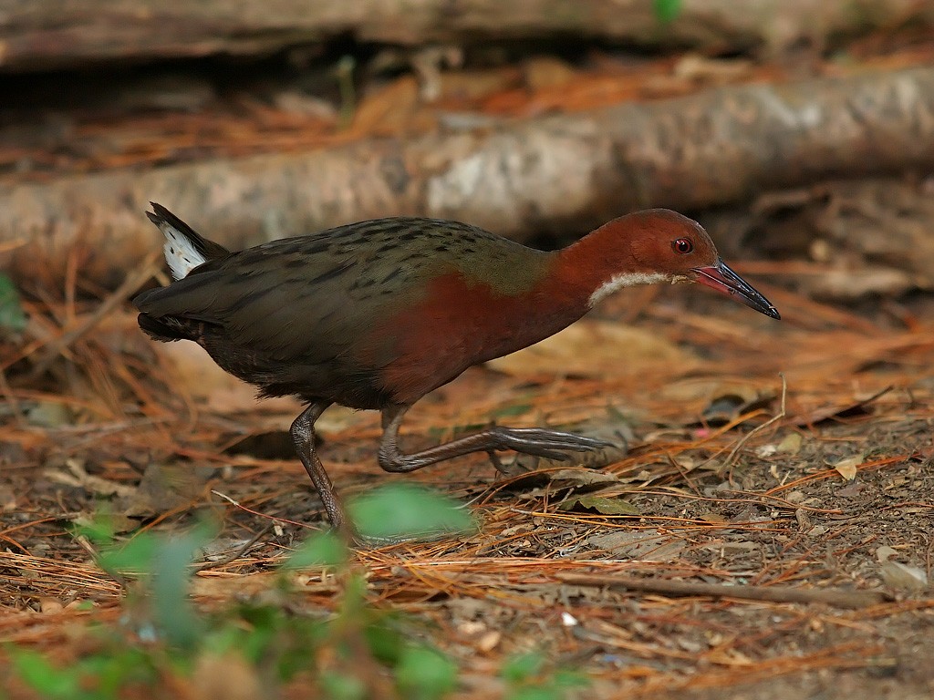 White-throated Rail - ML638483083