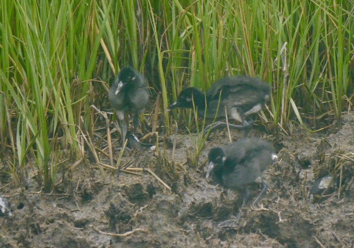 Clapper Rail - ML638483116