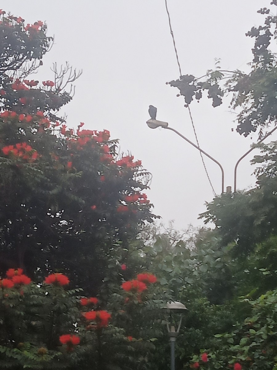 Black Vulture - ML638483129