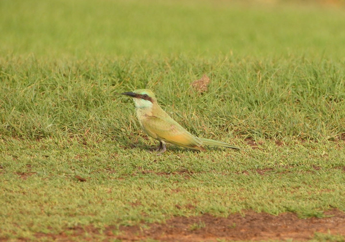 Arabian Green Bee-eater - ML638483154