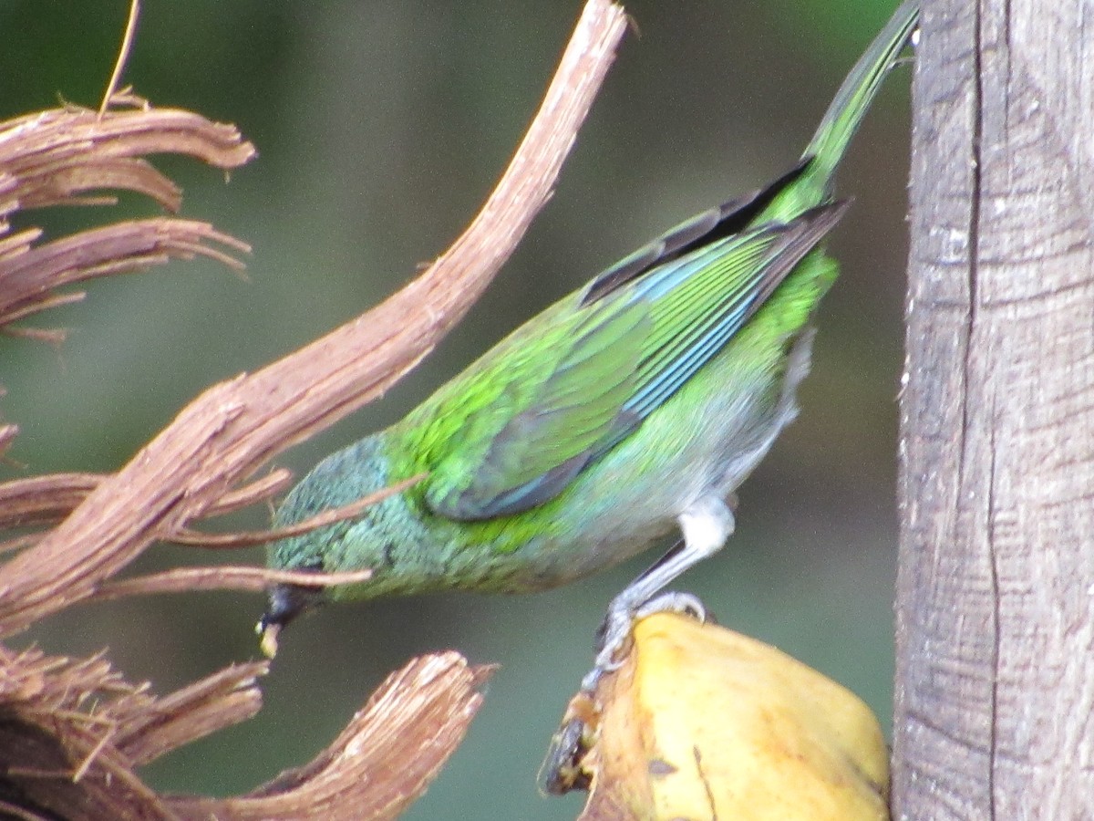 Black-capped Tanager - ML638483184