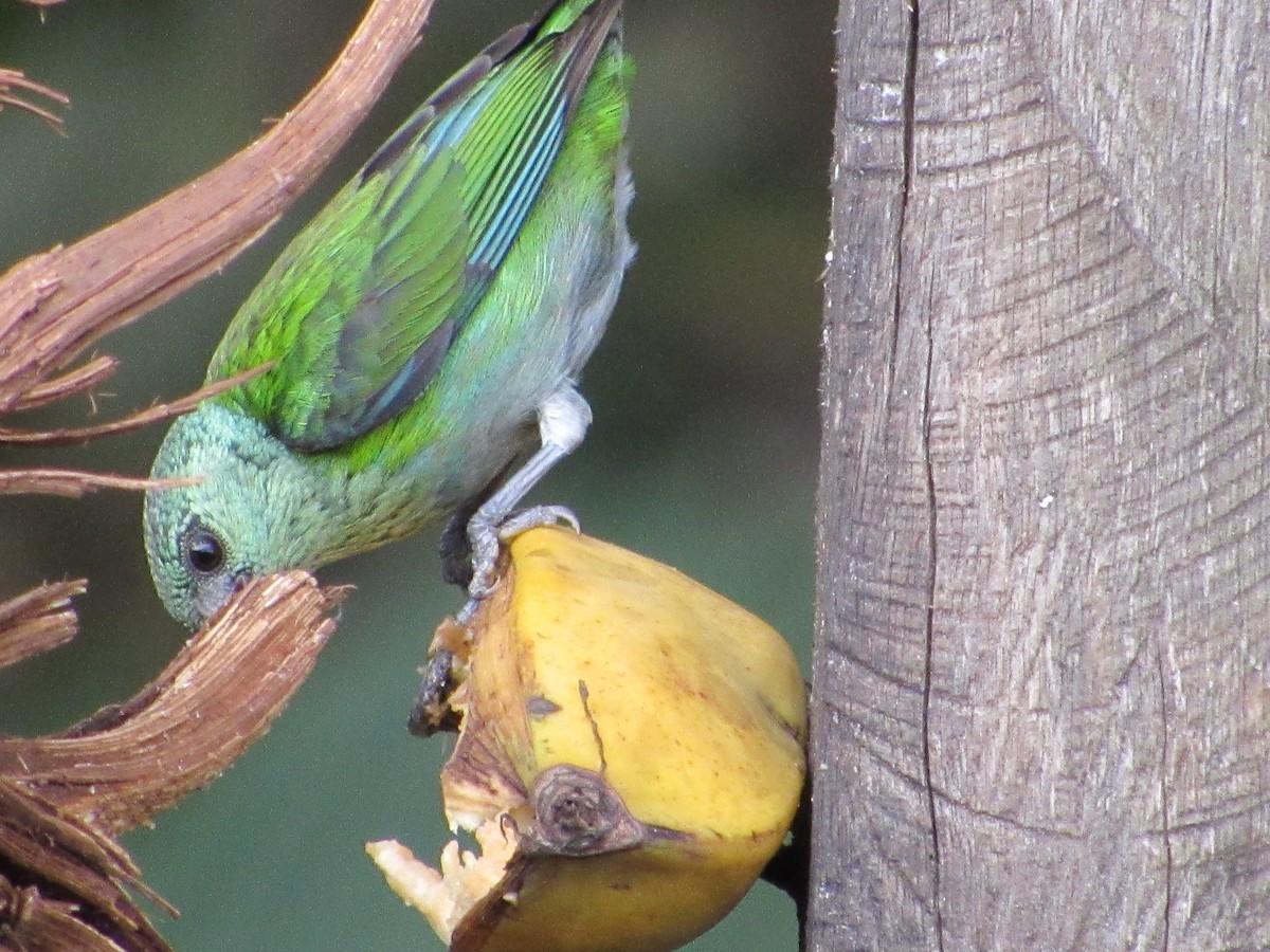 Black-capped Tanager - ML638483198