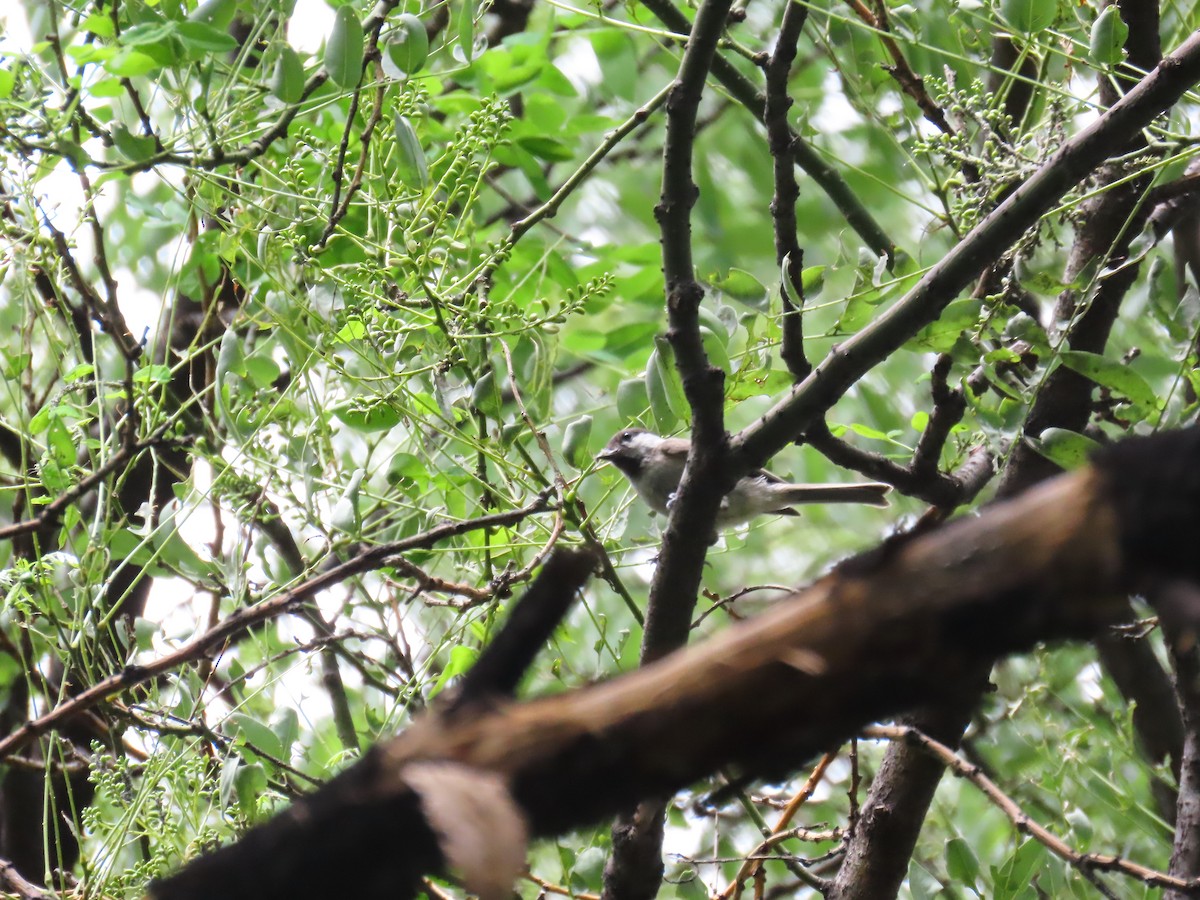 Willow Tit - ML638483218