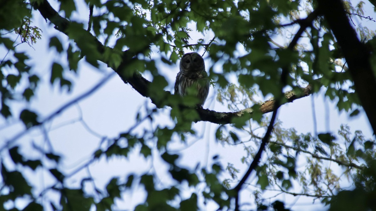 Barred Owl - ML638483254