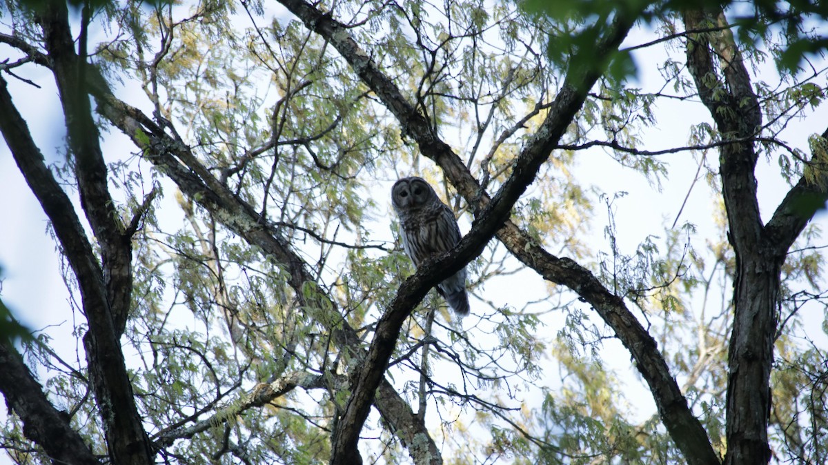Barred Owl - ML638483255