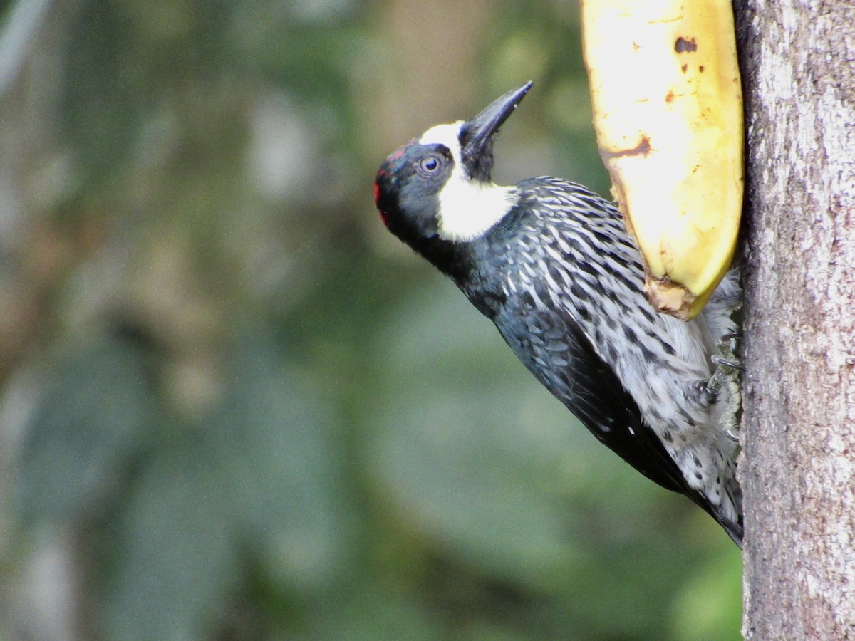 Acorn Woodpecker - ML638483262