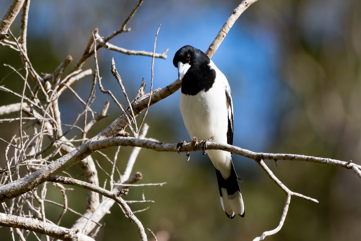 Pied Butcherbird - ML638483263
