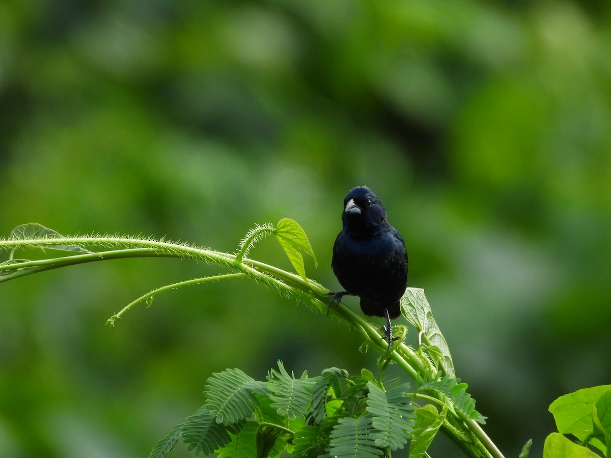 Blue-black Grassquit - ML638483266
