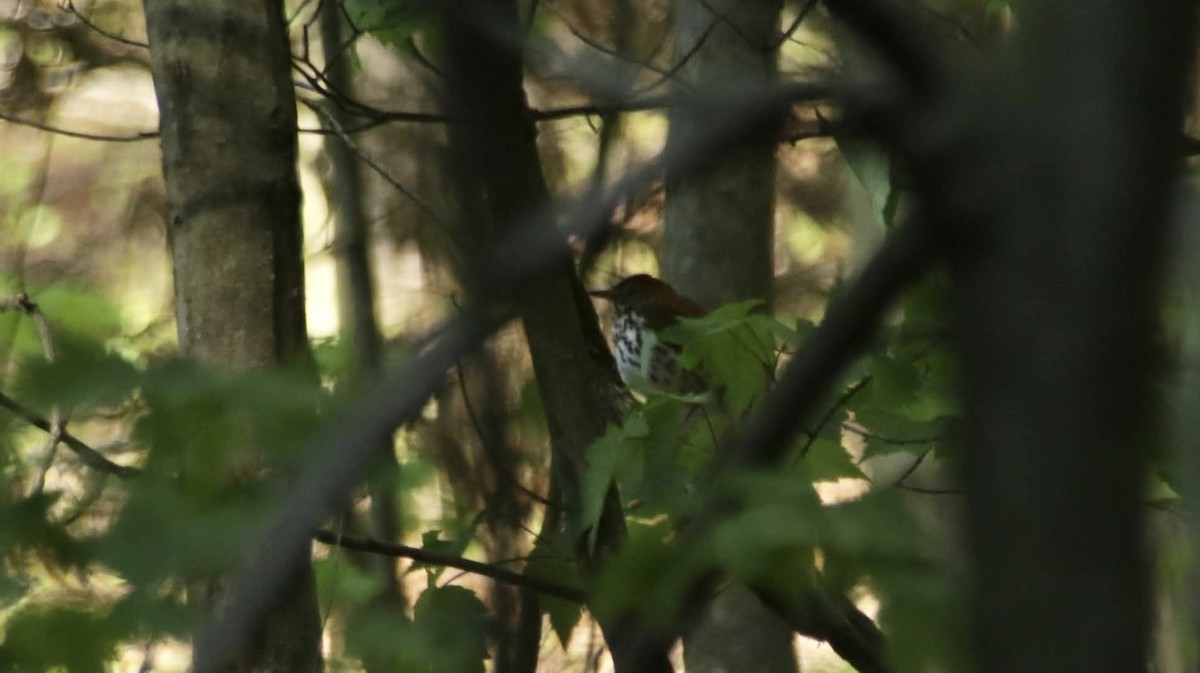 Wood Thrush - ML638483272