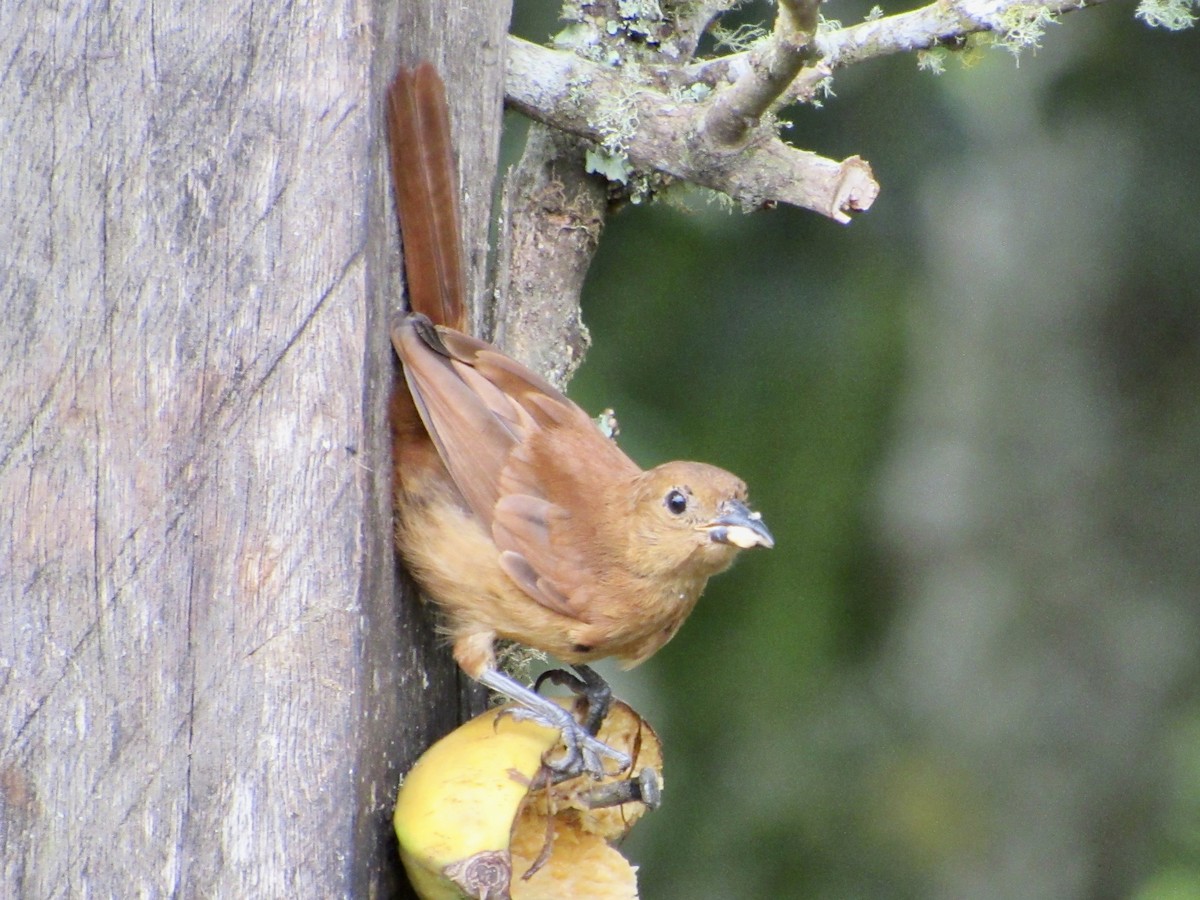 White-lined Tanager - ML638483301