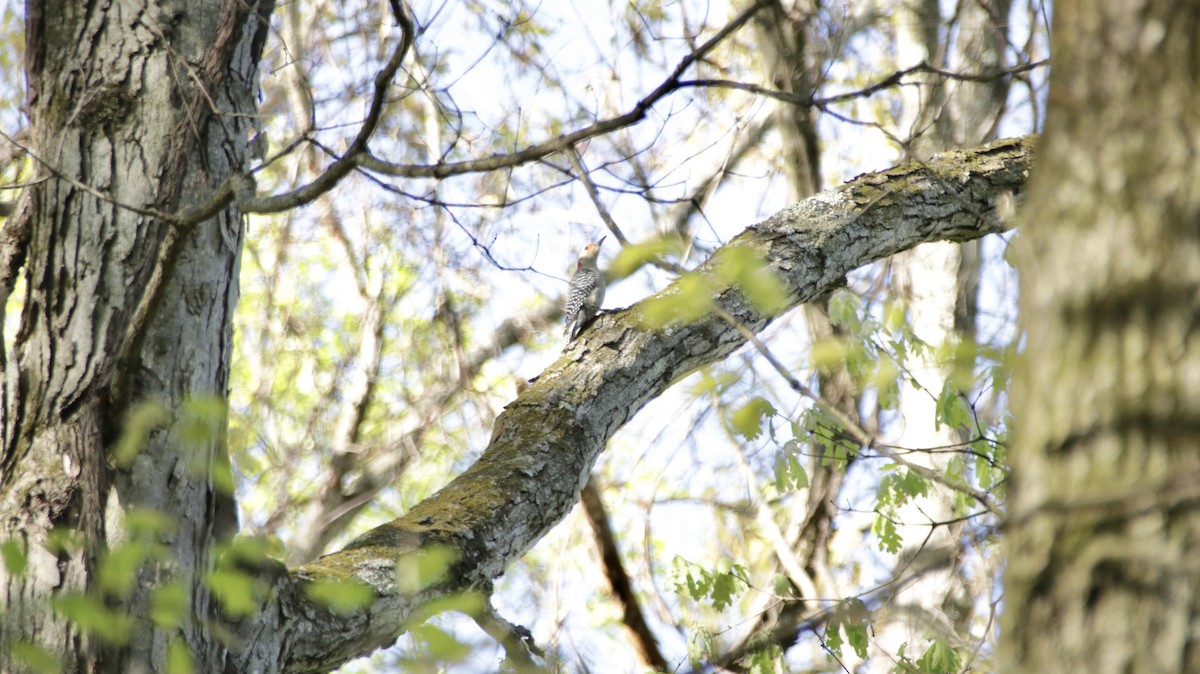 Red-bellied Woodpecker - ML638483302