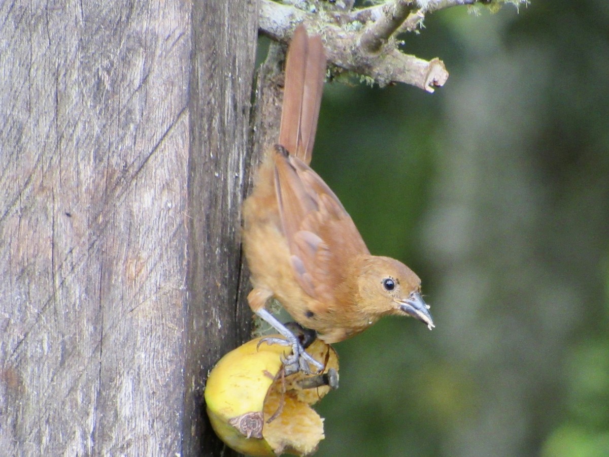 White-lined Tanager - ML638483323