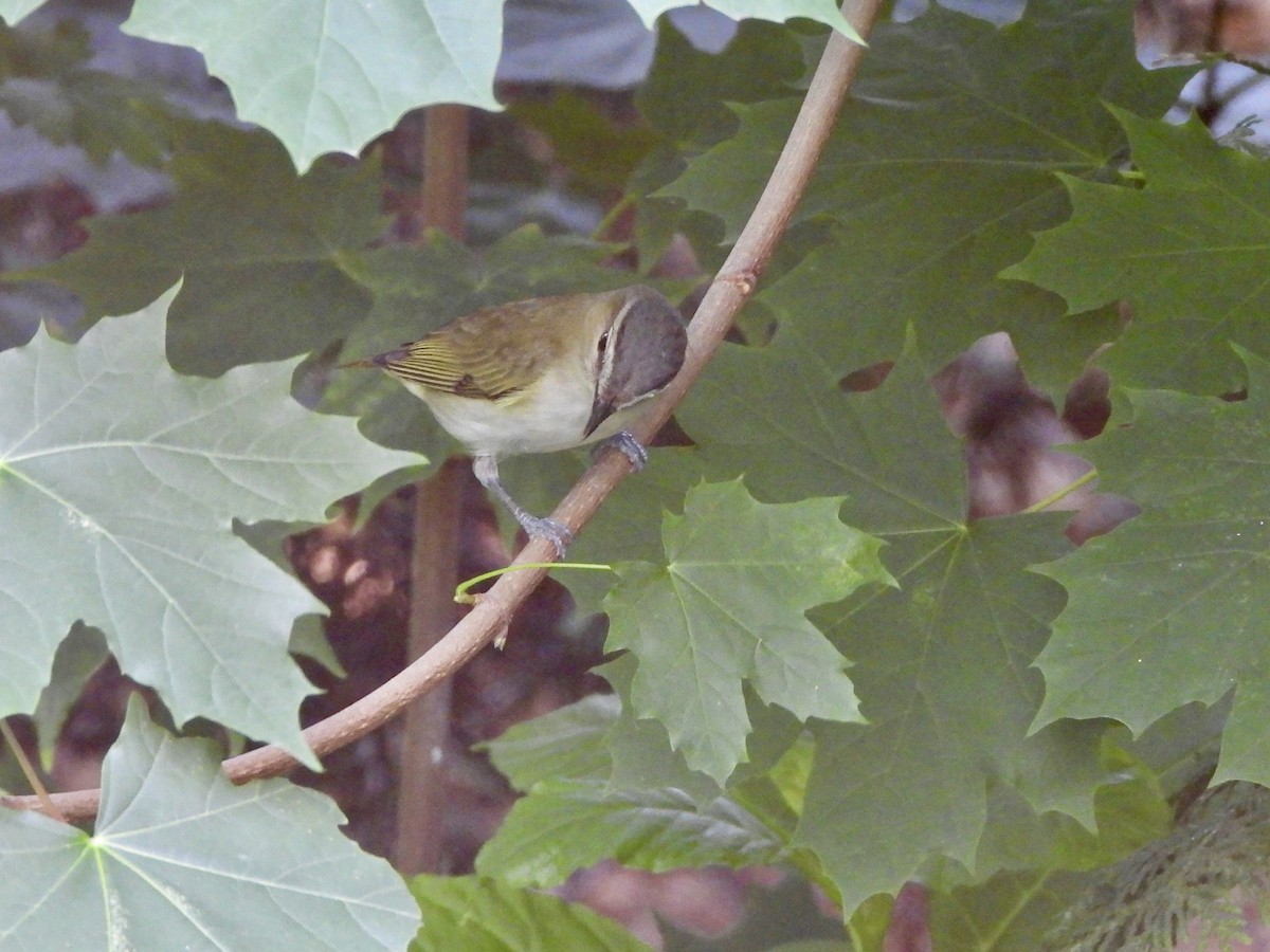 Red-eyed Vireo - ML638483327