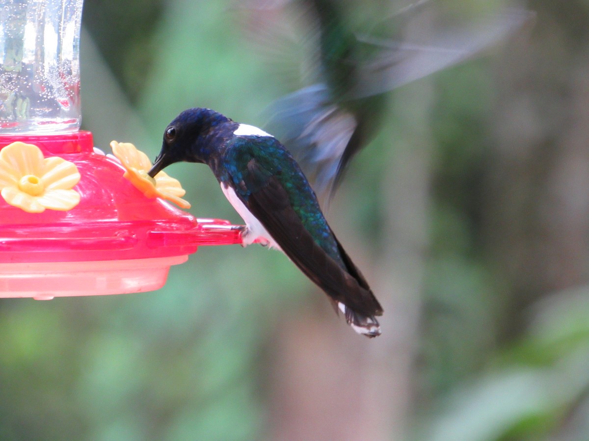 White-necked Jacobin - ML638483330