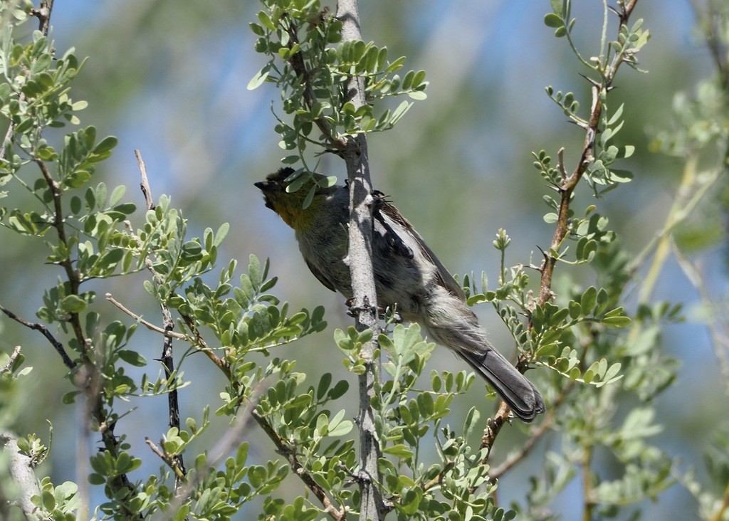 Verdin - ML638483351