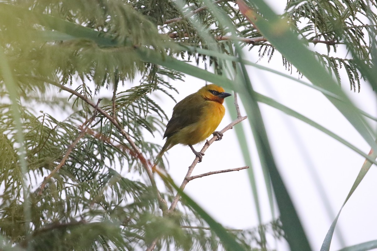 Spectacled Weaver - ML638483364