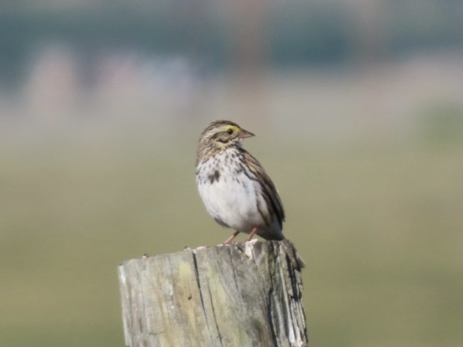 Savannah Sparrow - ML638483396