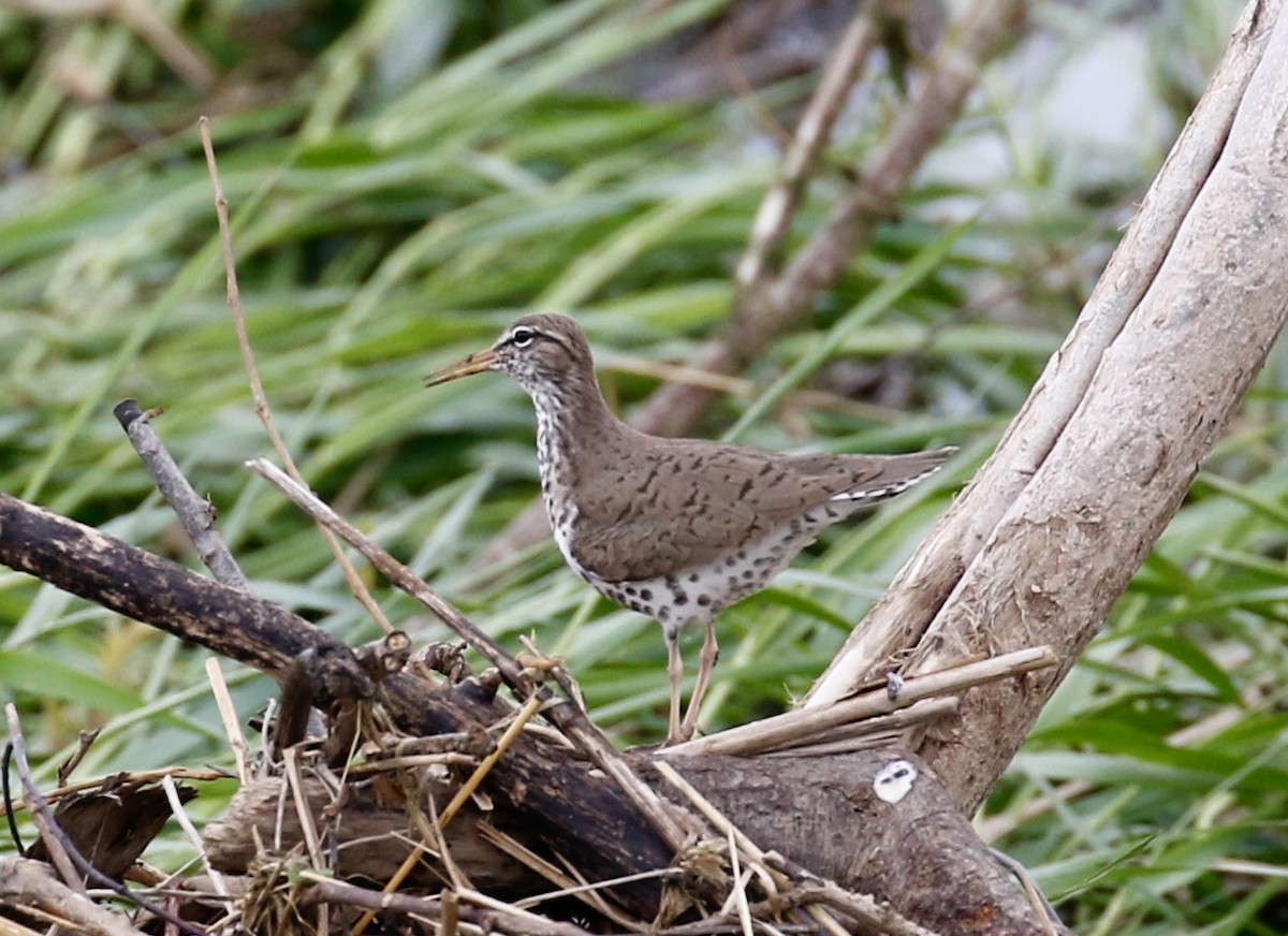 Spotted Sandpiper - ML638483404