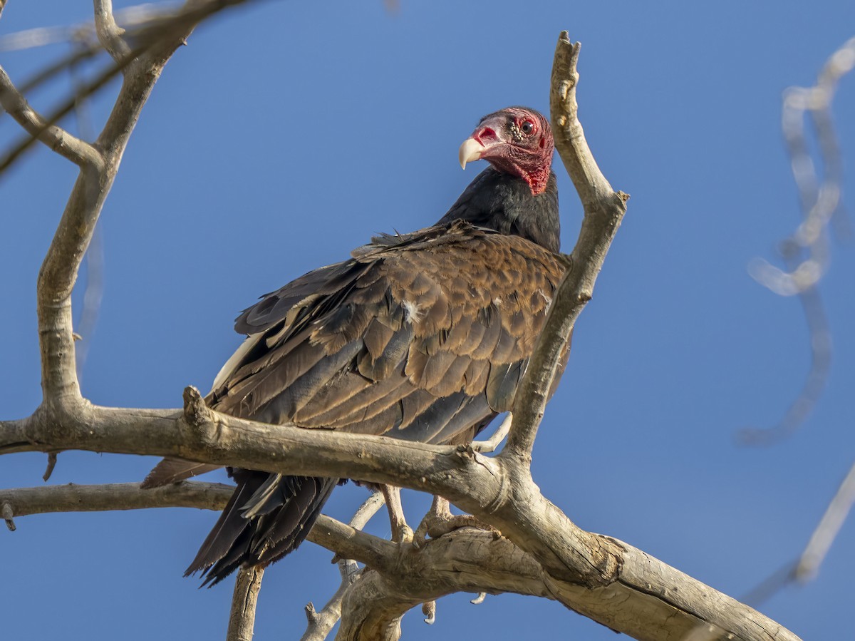 Turkey Vulture - ML638483413