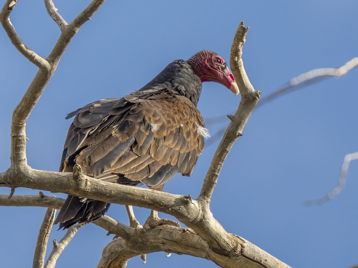 Turkey Vulture - ML638483414