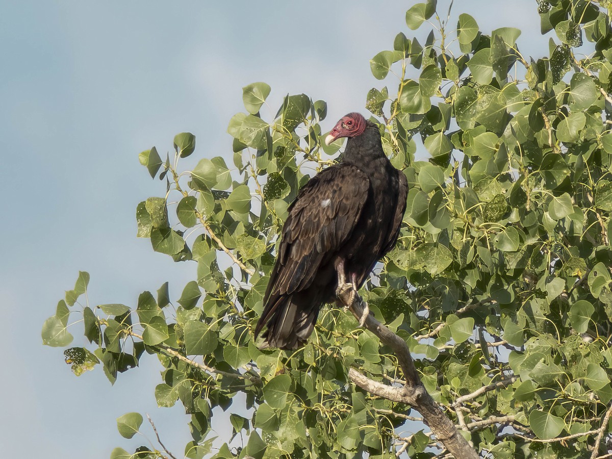 Turkey Vulture - ML638483415