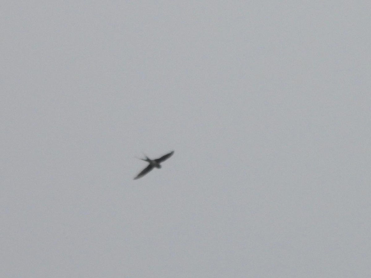 Crested Treeswift - ML638483431
