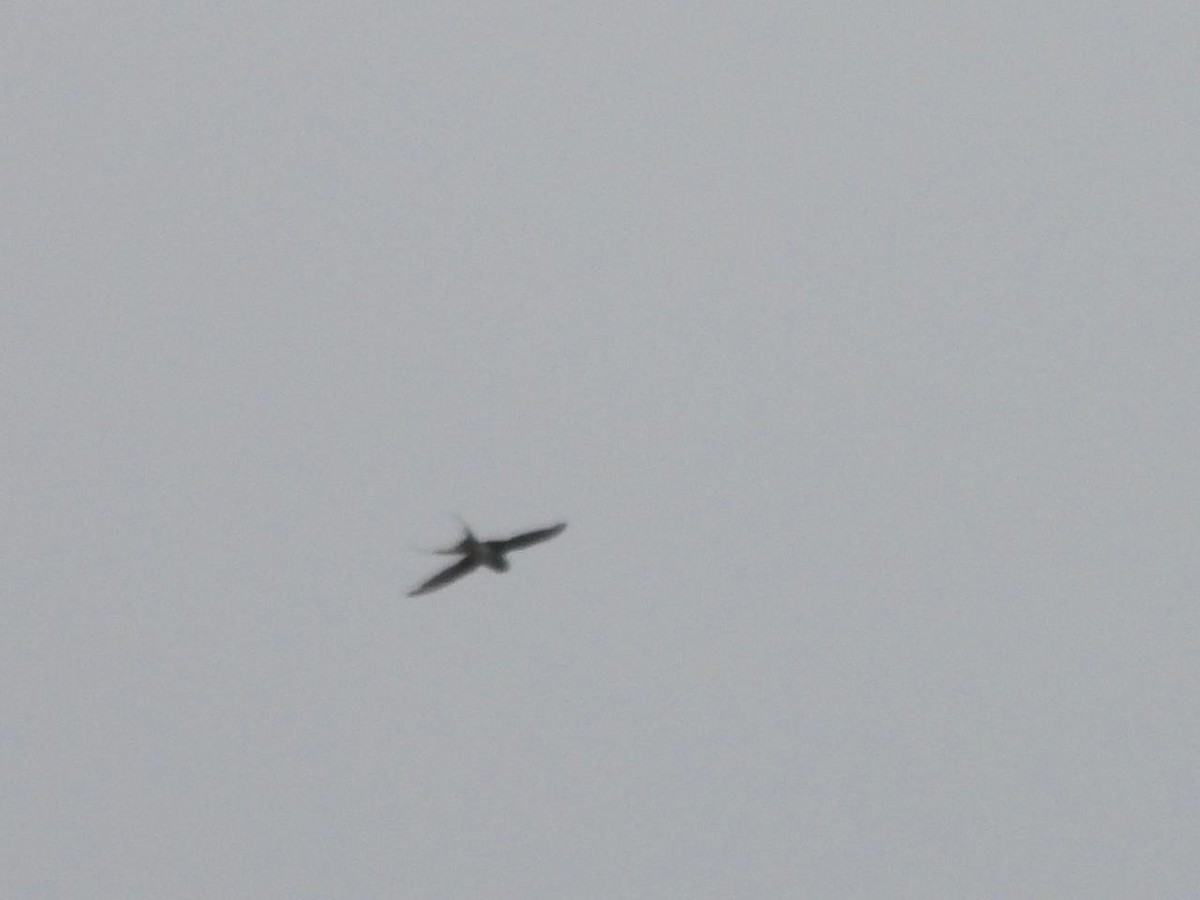 Crested Treeswift - ML638483432