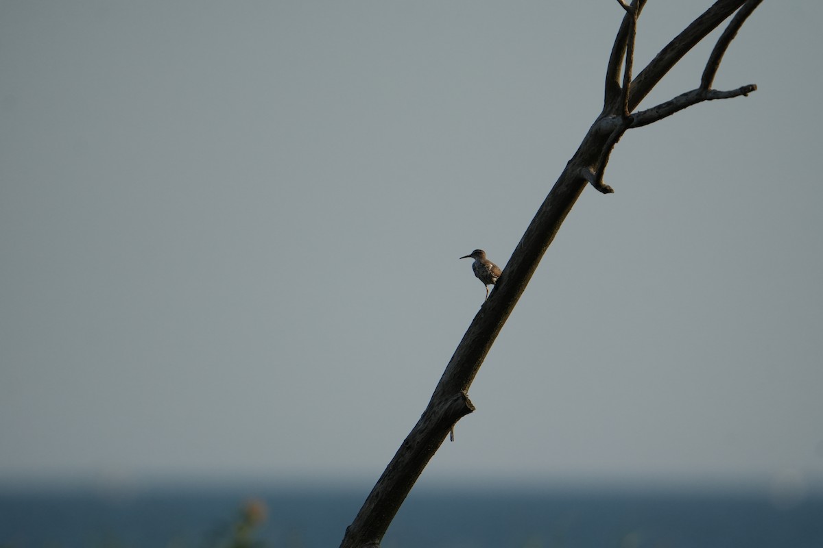 Spotted Sandpiper - ML638483447