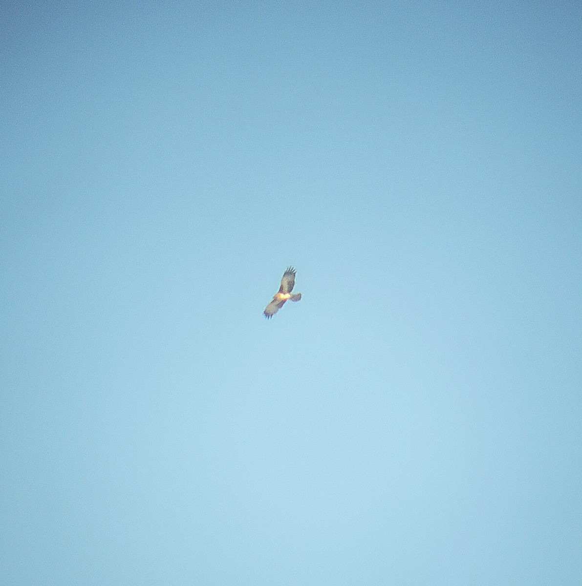 Little Eagle - ML638483449