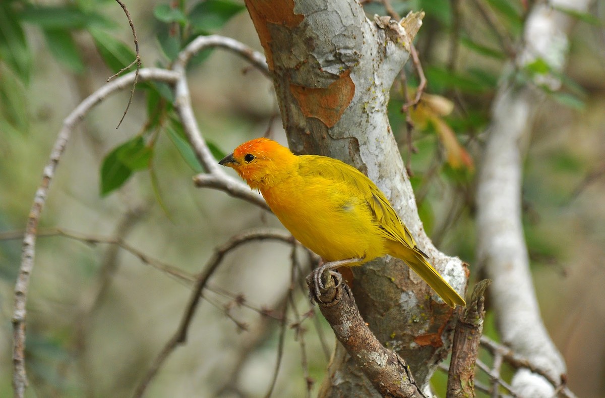Saffron Finch - ML638483460